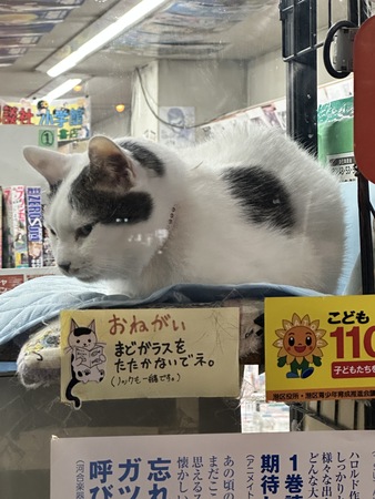 文字通りの看板猫🐈